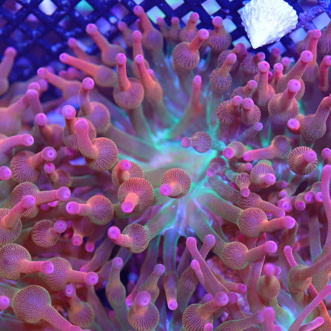 *anemone* RockFlowerAnemoneBluePink75.
