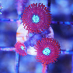 Magician Zoa