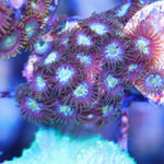 Multicolored Zoa Ultra