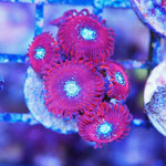 Magician Zoa