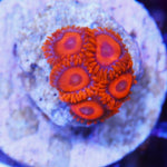 Ultra Zoa