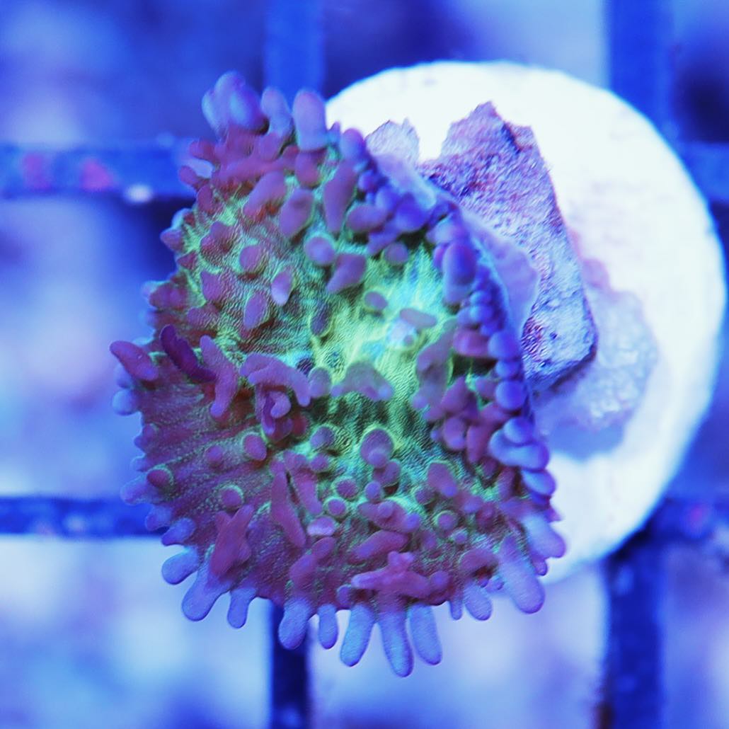 Mushrooms – Seattle Corals