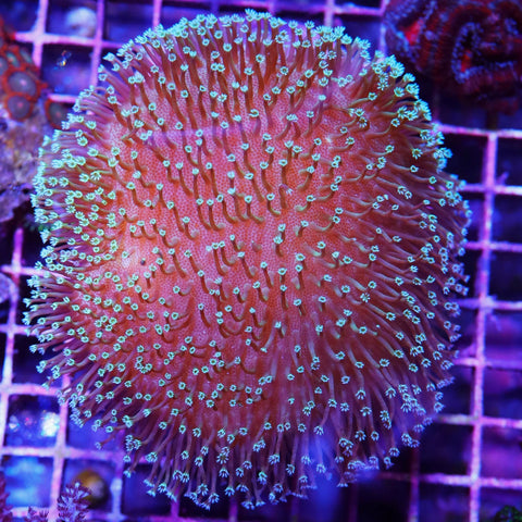 Show Size Blue tip Toadstool Tank Grown