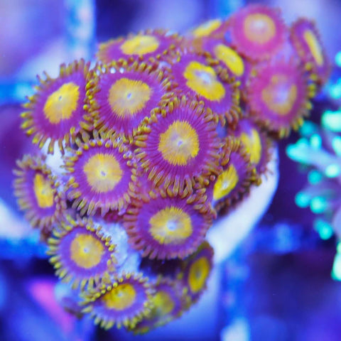 King Midas Zoa