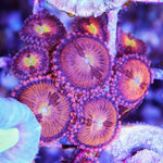 Zoa pink Rim