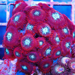 Magician Zoa Large