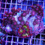 Combo Rock ( 2 bubble tip, 1 rock nem, Zoa Garden )