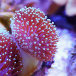 White Tip Leather Frag