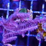 Gorgonian Violet