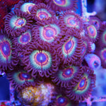 Multicolored zoa large