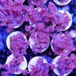 Violet Aquaculture Goni