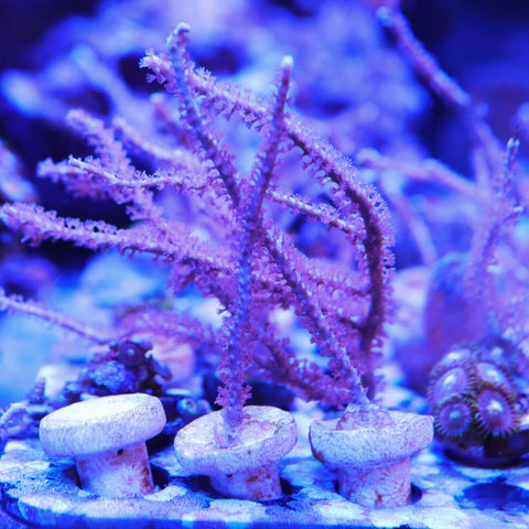 Gorgonian Frag Purple Pie