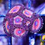 ZS-Zombie Eye Zoa