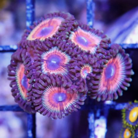 ZS-Zombie Eye Zoa