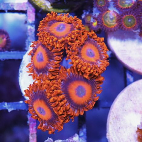 Bam Bam Zoa Large Polyps