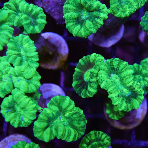 Candy Cane Assorted Frag