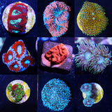 LPS and Softies Value Frag Pack - 10 PACK