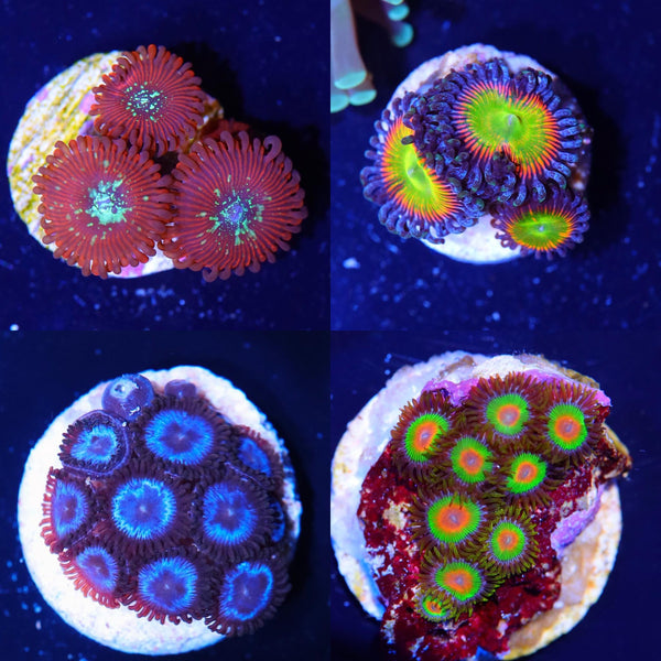 120311061_1075186209594776_313