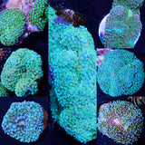 Assorted Blue/Green/Multicolored Ricordea Mushroom (Limit 1 Per Order)