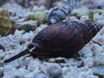 Nassarius Snail L-XL