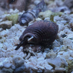 Nassarius Snail L-XL