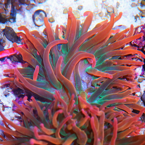 Pink tip Bubble Tip anemone