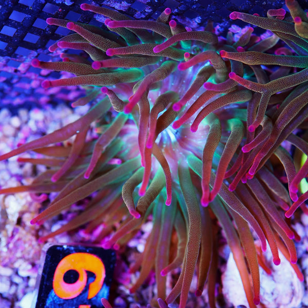 *anemone* MZG Mosaico sea Anemone (new) – leonardopen
