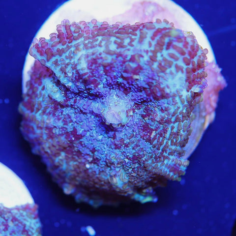 Purple Multoicolored Rhodactis Muhsroom