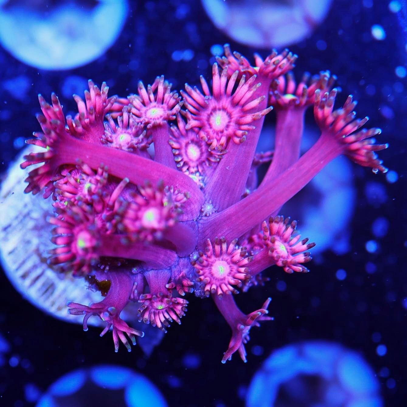 コロニスタ　CONPE10　Coral コーラルピンク CONPE10 Coral | COLONISTA