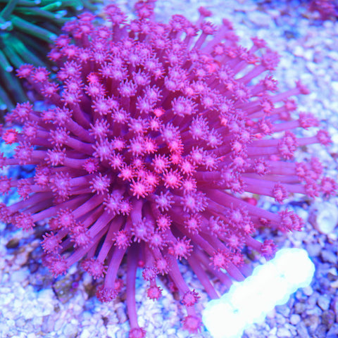 Large Color Changing Pink Goni Colony