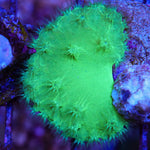 Cabbage Leather Frag