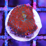 Rhodactis Ultra Mushroom