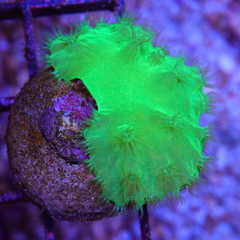 Cabbage Leather Frag Tank Grown