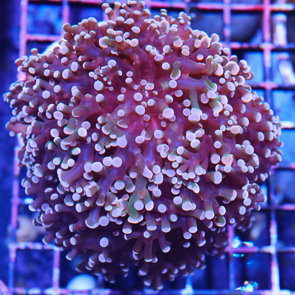 Large Frogspawn Branching Seattle Corals