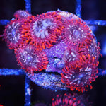 Utter Chaos Zoa/Paly
