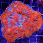 Chalice Multicolored Colony