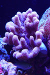 Pink Finger Leather 5 + Years Tank Raised  ( Colony NFS - 2 " Frag  From Colony )