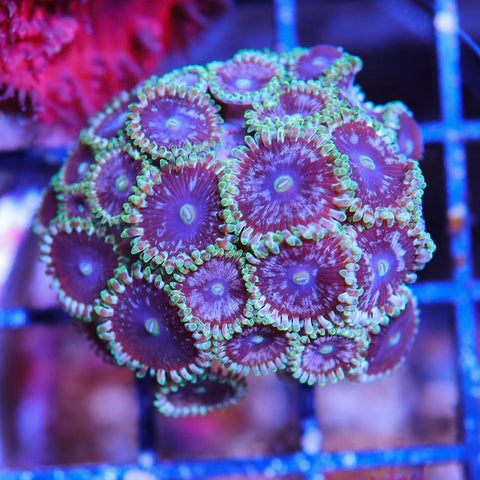 Zoa collector Tank Grown Morphed