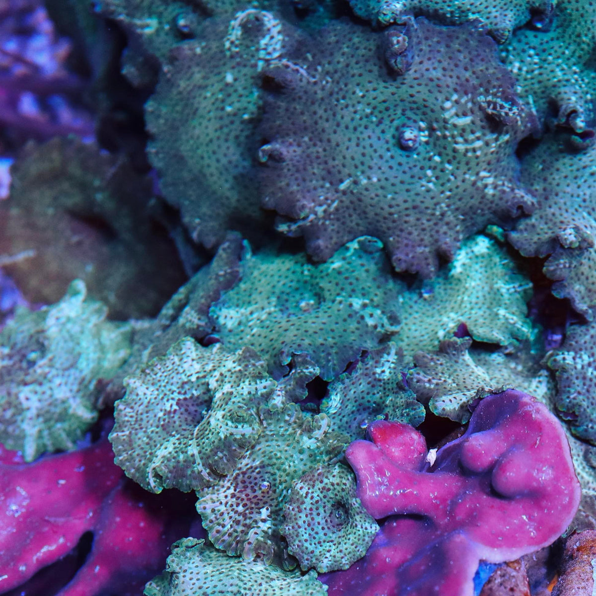Tank Grown Zebra Discosoma Mushroom Seattle Corals