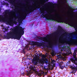 Pink Coco Worm Large