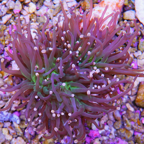 Double Head Pink With Green Eye Aquaculture Torch