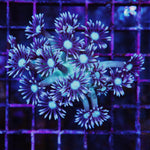 Purple rimmed Collector Goni Aquaculture