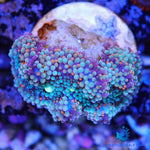 Pink Rainbow with Blue - Ricordea Mushroom