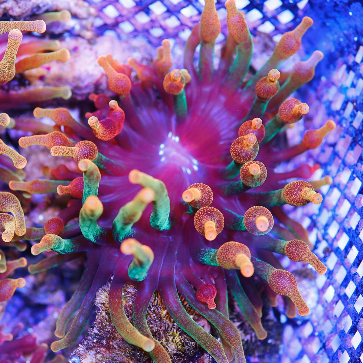 Chicago Sunburst Anemone – Seattle Corals