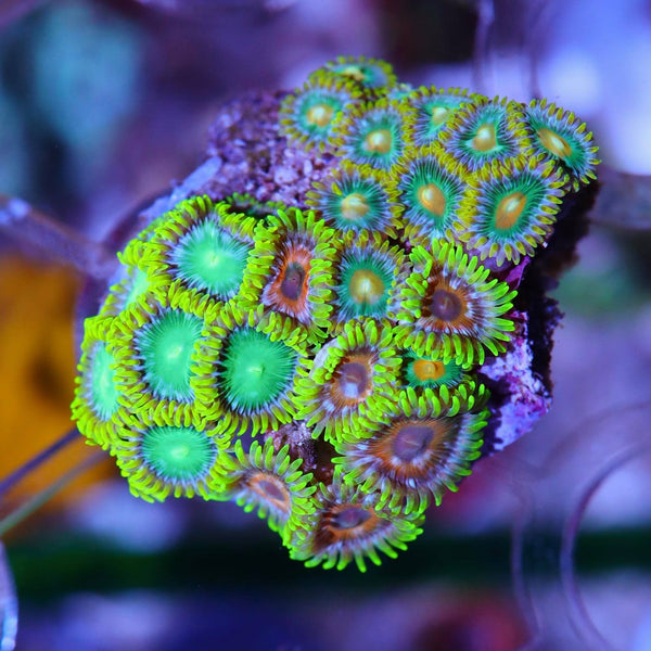 Seattle Assorted Zoa-Frag – Seattle Corals
